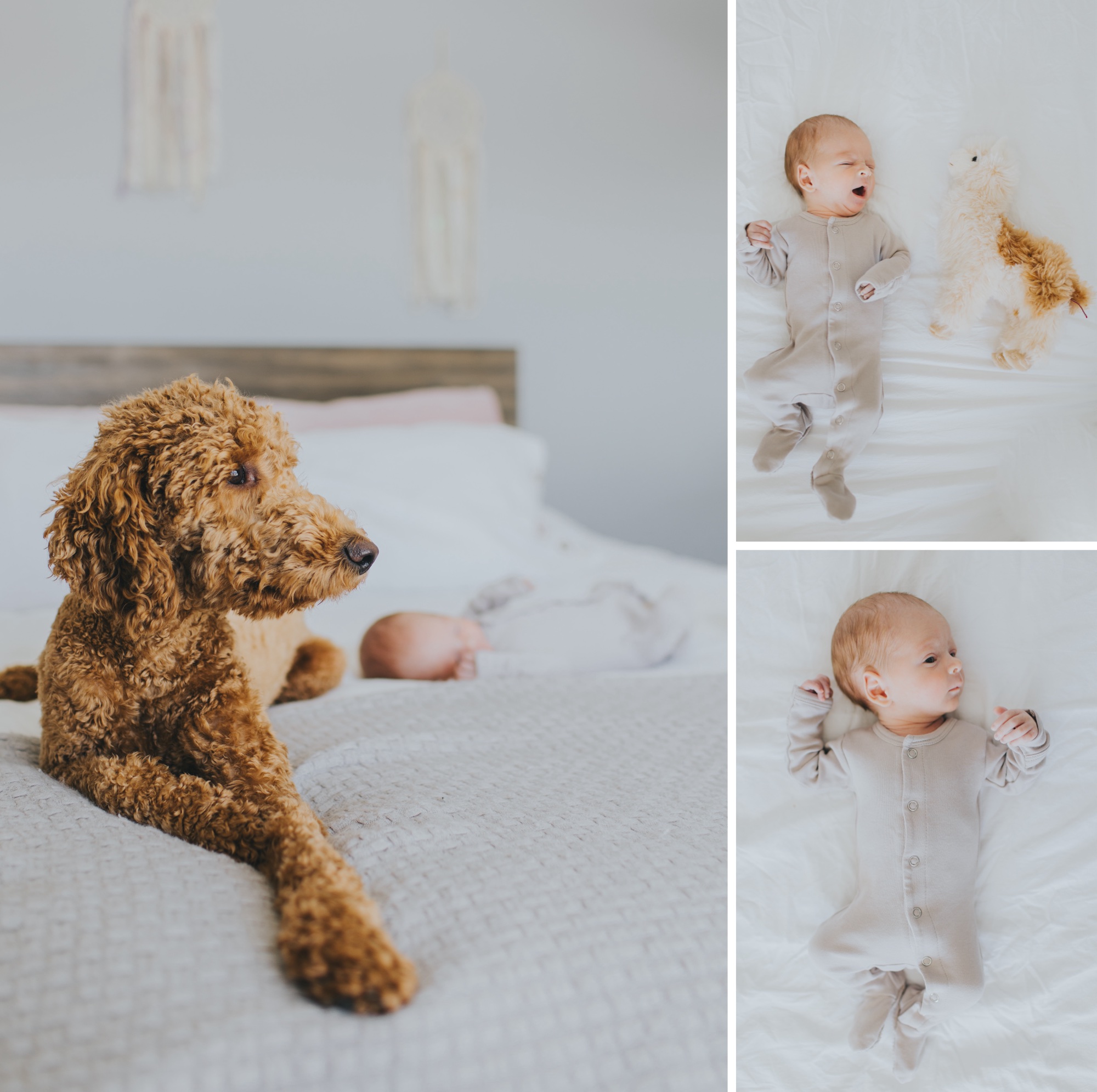 family and newborn picture ideas