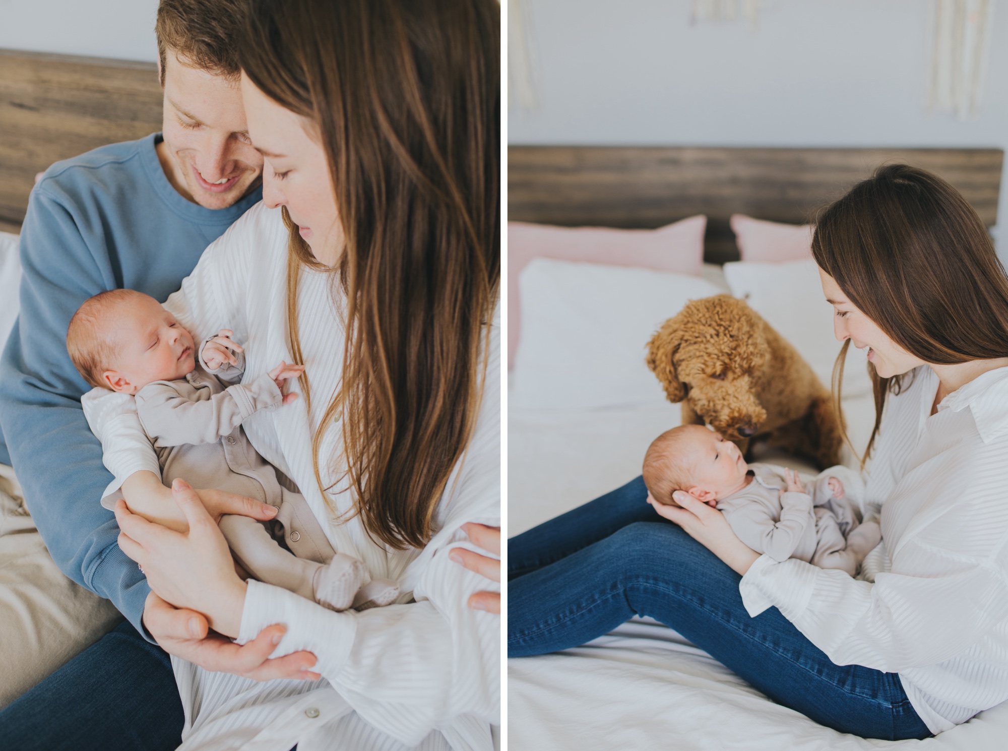 lifestyle at home newborn session with pets