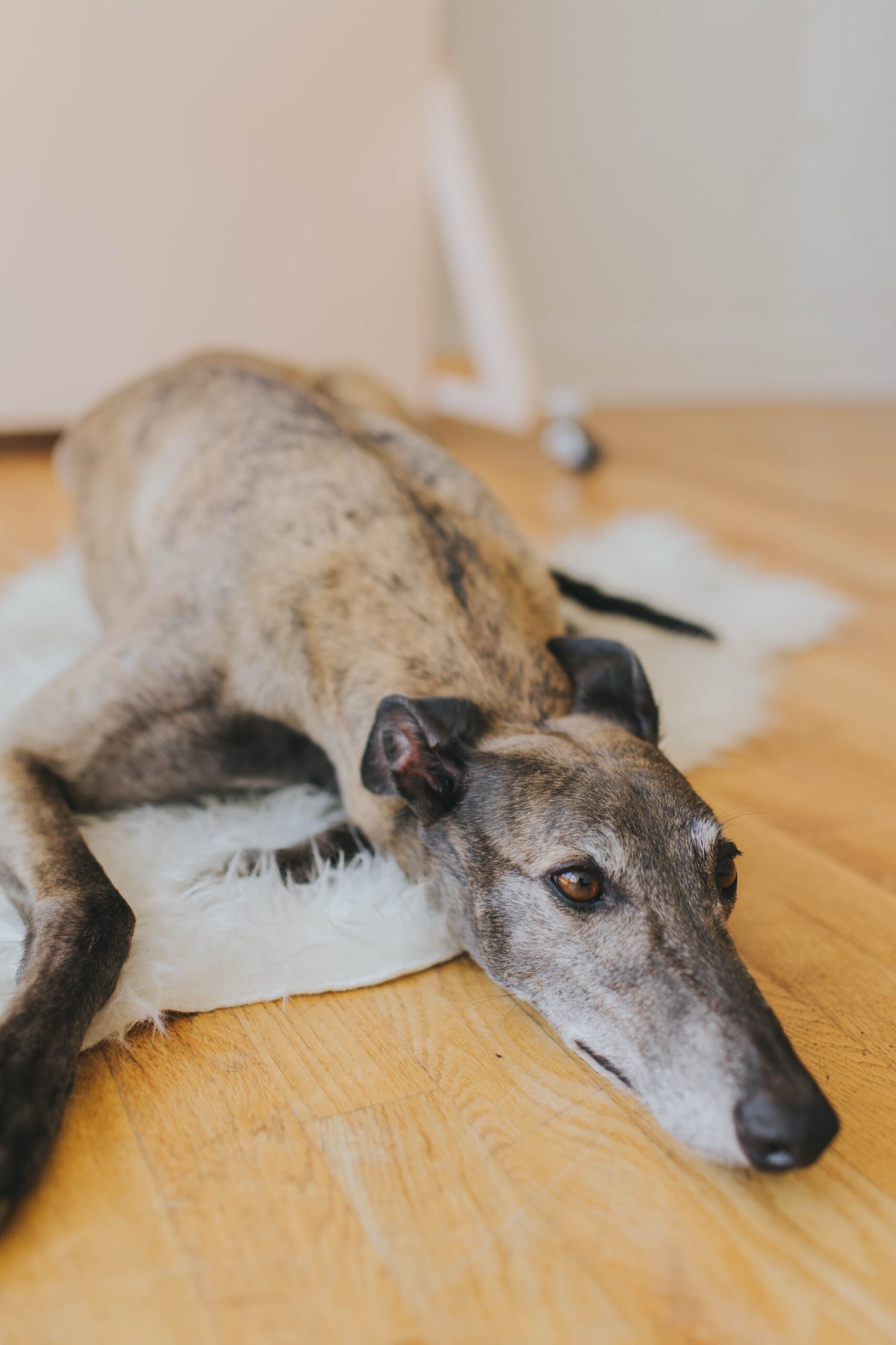 pet friendly studio chicago